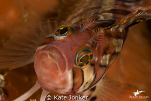 Klipfish, Steenbras Deep, Gordon's Bay, South Africa by Kate Jonker 